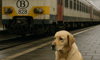 Hond aan een trein (AI-afbeelding)