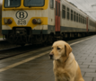 Hond aan een trein (AI-afbeelding)
